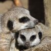 meerkat-1175004_960_720.jpg