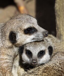 meerkat-1175004_960_720.jpg