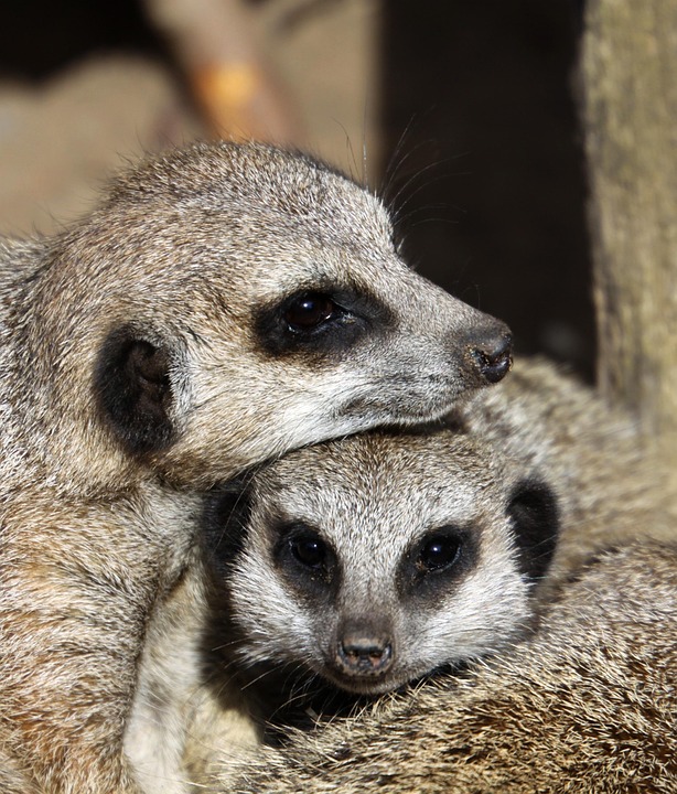 meerkat-1175004_960_720.jpg