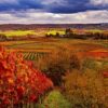 vineyard-4604354_960_720.jpg