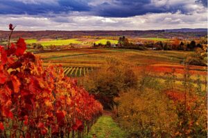 vineyard-4604354_960_720.jpg