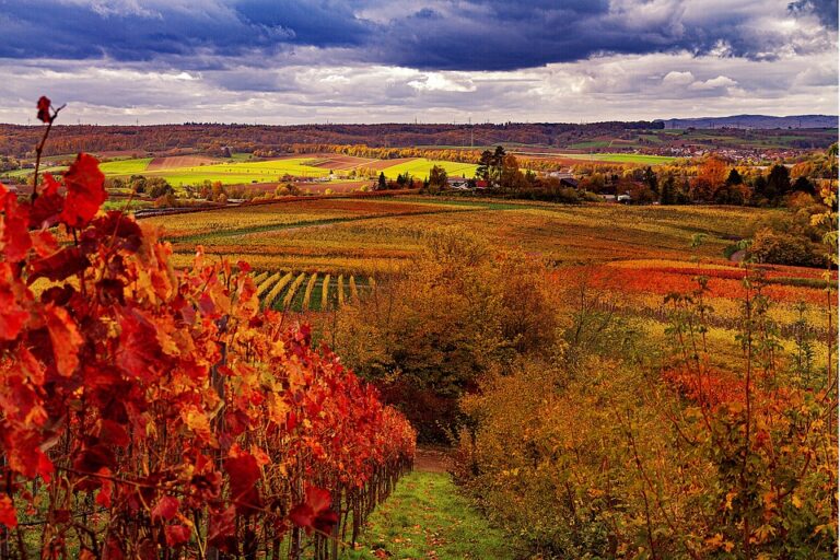 vineyard-4604354_960_720.jpg