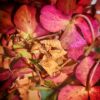 dry-flower-7599633_960_720.jpg