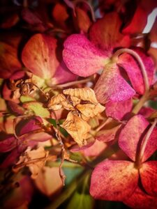 dry-flower-7599633_960_720.jpg