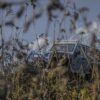 jeep-rubicon-5060308_960_720.jpg