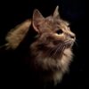 cat-6242282_960_720.jpg