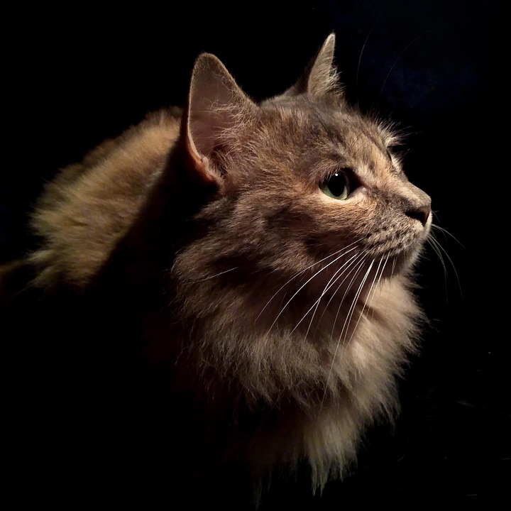 cat-6242282_960_720.jpg