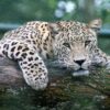 animal-6063481_960_720.jpg