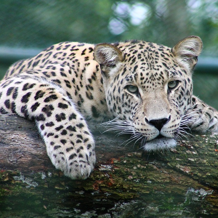animal-6063481_960_720.jpg